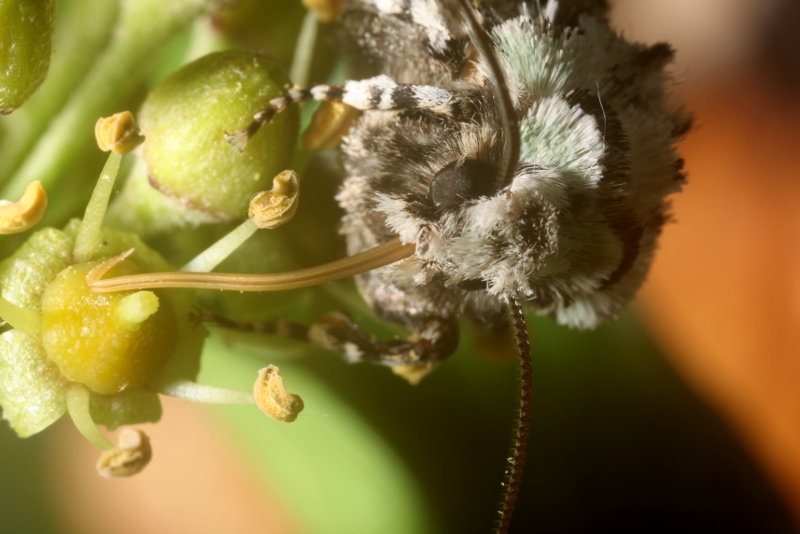 Merveille du Jour